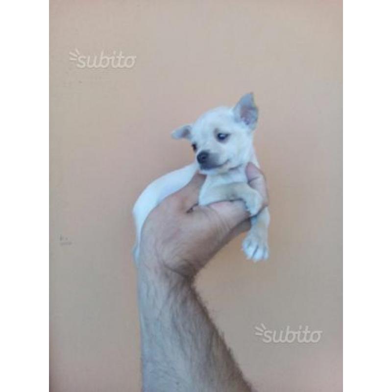 Chihuahua Toy Bianco