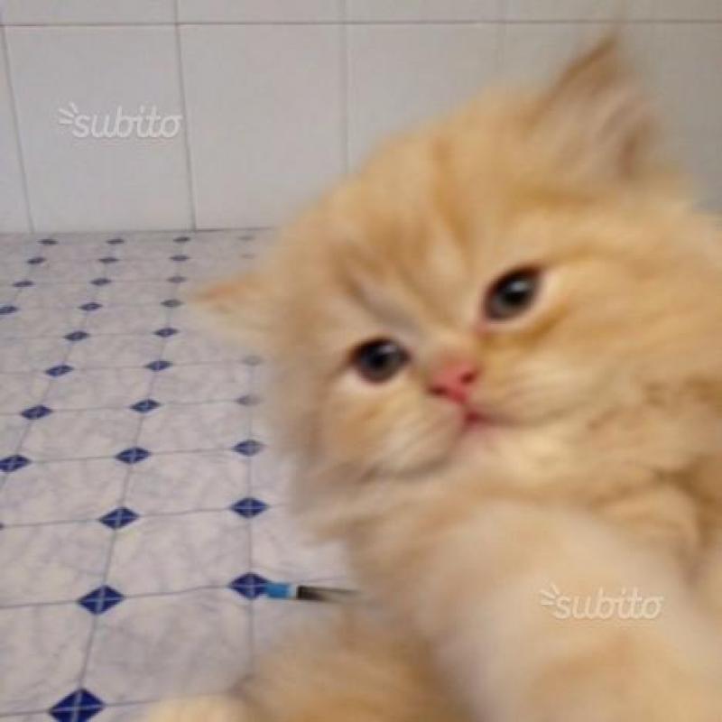 Gattino persiano